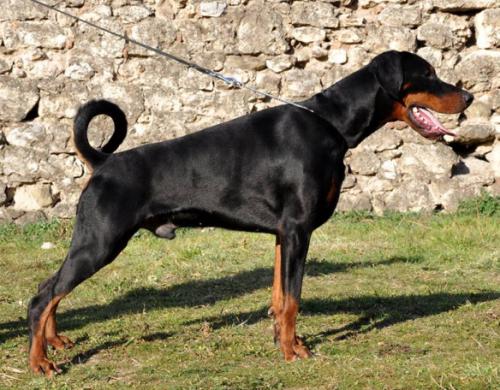 Dobergaarden Forever Tomtom | Black Doberman Pinscher