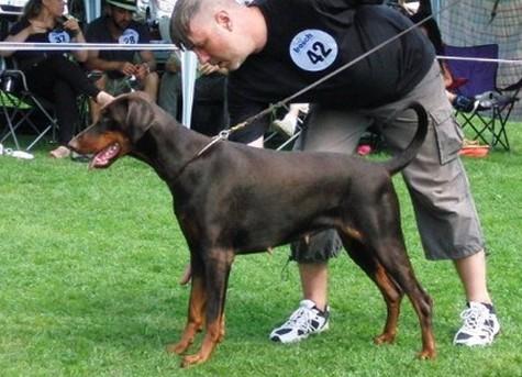 Dunfhlaith v. Apoldastamm | Brown Doberman Pinscher