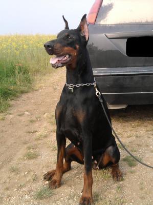 Gora dei Monti Cimini | Black Doberman Pinscher