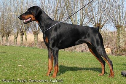 Zanoza iz Zoosfery | Black Doberman Pinscher