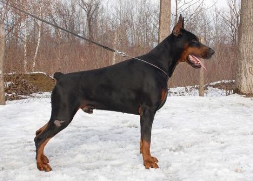 Giddy Blossom Festus | Black Doberman Pinscher