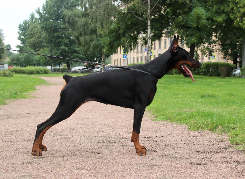 Teraline Saphira | Black Doberman Pinscher