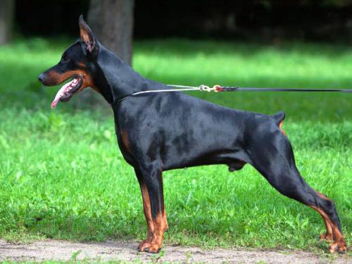 Sant Kreal Nord | Black Doberman Pinscher