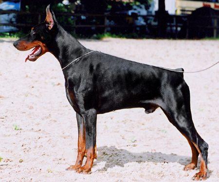 Gino Gomez del Citone | Black Doberman Pinscher