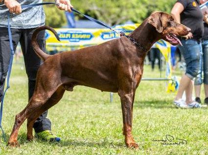 Big Rock della Selviata | Brown Doberman Pinscher