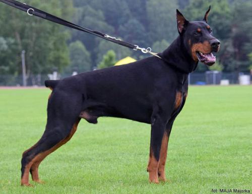 Santa Julf Einstein | Black Doberman Pinscher