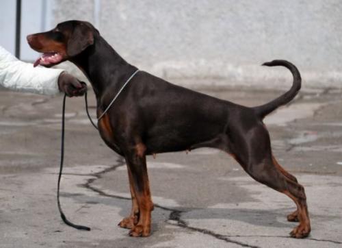 Granda Cor Rocco | Brown Doberman Pinscher