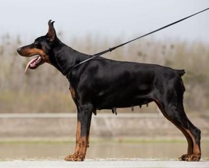 A'Kimmy (JR 708042) | Black Doberman Pinscher