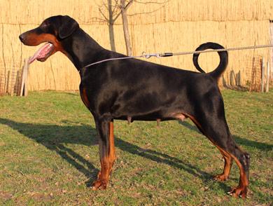 Casablanca di Altobello | Black Doberman Pinscher