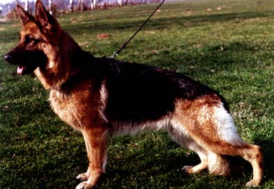 Goja vom Amur | German Shepherd Dog 