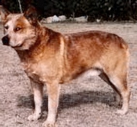 Duroon Red Deke | Australian Cattle Dog 