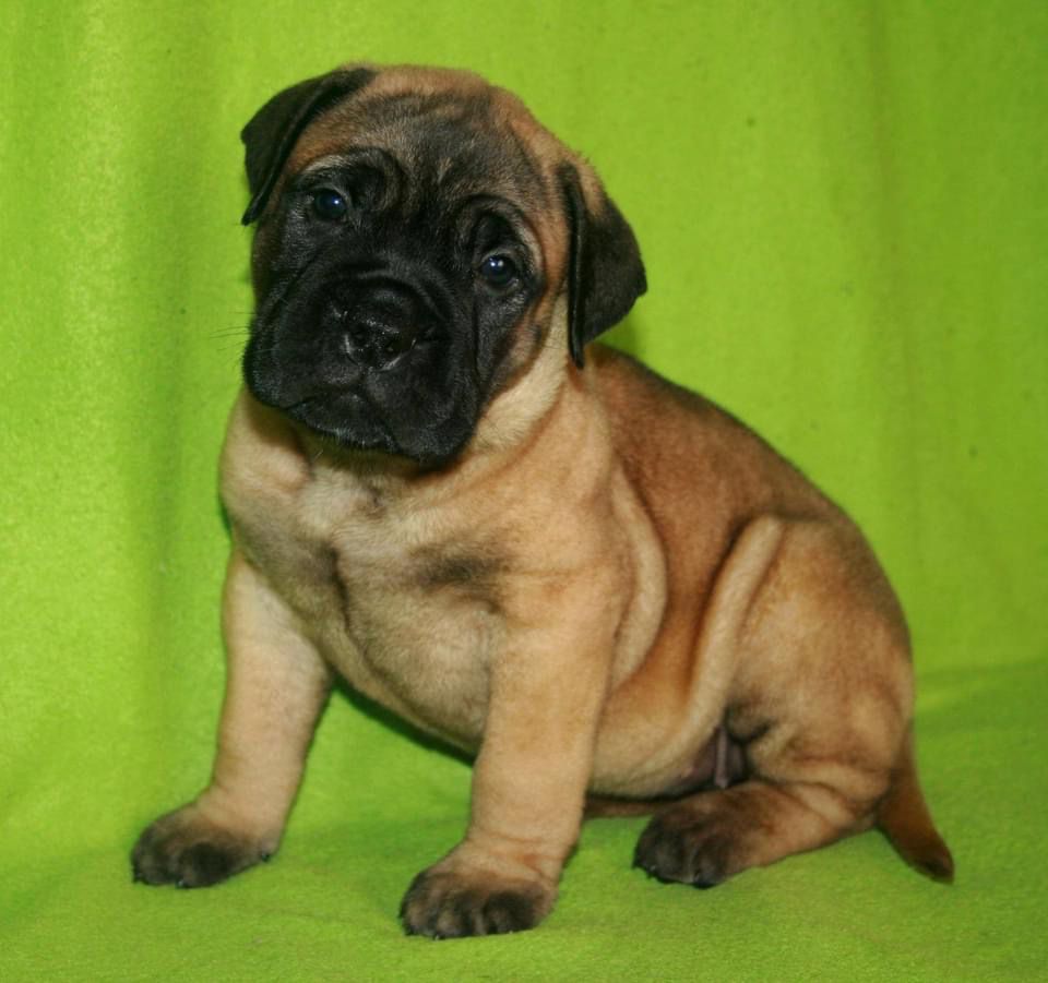 Tsarskaya Idillia Volterra | Bullmastiff 