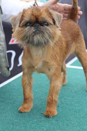 ZERKALO DUSHI BELOVED BY ALL | Brussels Griffon 