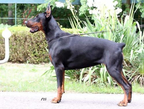 Destiny's Phoenix Jara | Black Doberman Pinscher