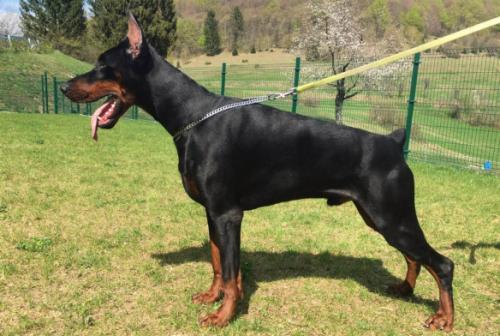 Eutay del Nasi | Black Doberman Pinscher