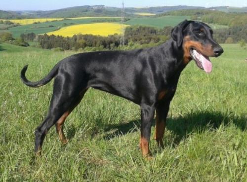 Cobra European K9 training base | Black Doberman Pinscher