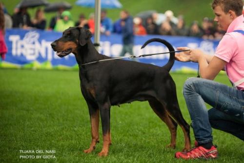 Tijara del Nasi | Black Doberman Pinscher