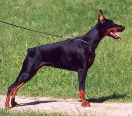 Ono Royal Bell | Black Doberman Pinscher