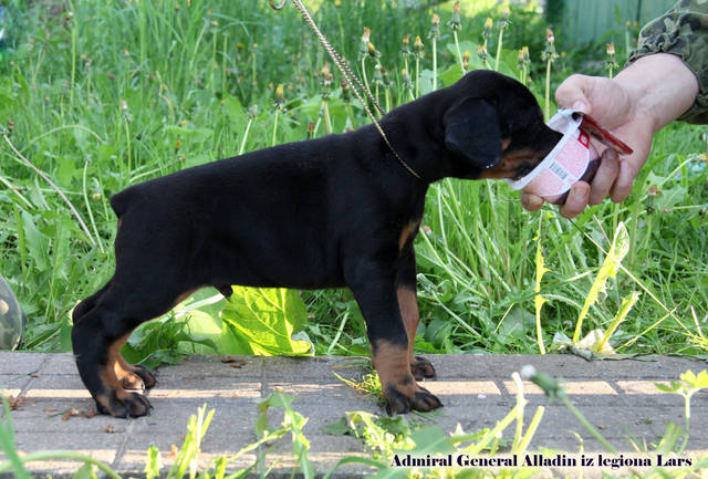 Admiral General Alladin iz legiona Lars | Black Doberman Pinscher