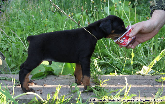 Antuan de Saint Exupery iz legiona Lars | Black Doberman Pinscher