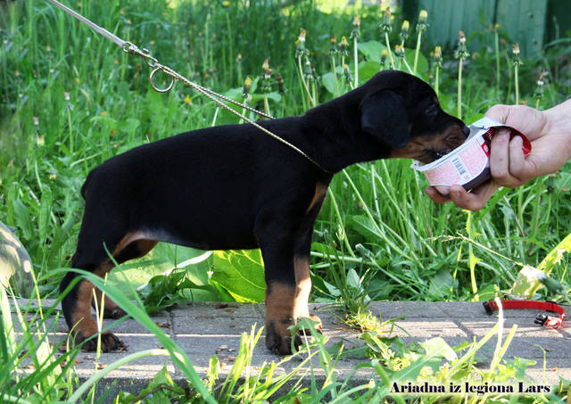 Ariadna iz legiona Lars | Black Doberman Pinscher