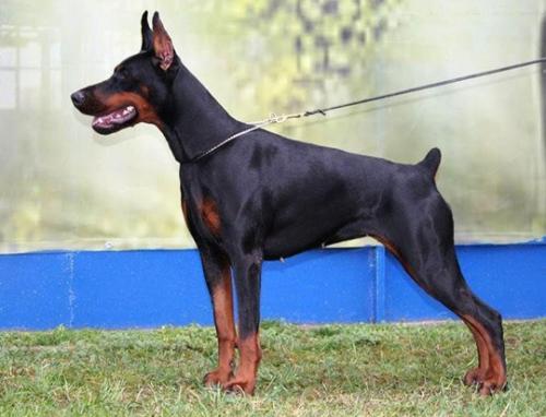 Focus Whole Lotta Love | Black Doberman Pinscher