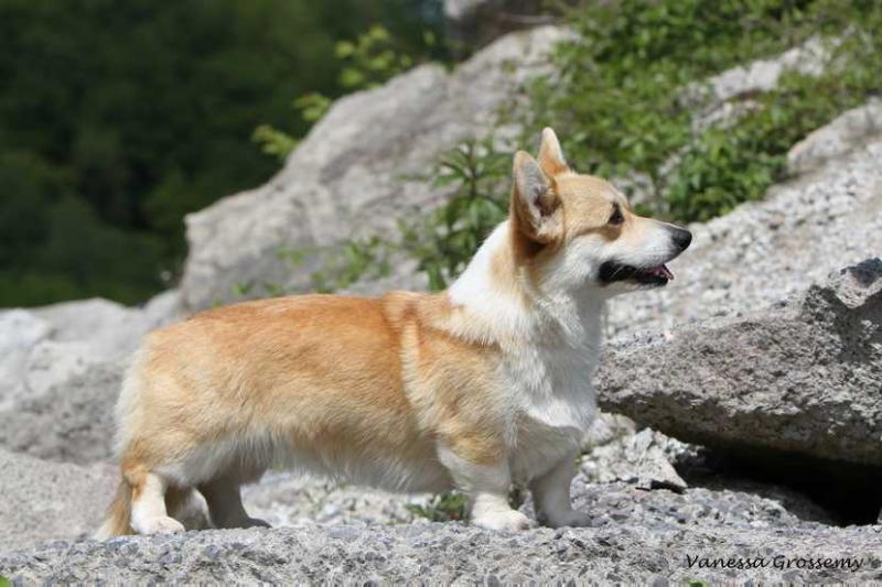 SPIRIT OF CALEDONIA APHRODITE | Pembroke Welsh Corgi 