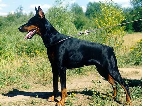 Mo de Stang-Zu | Black Doberman Pinscher