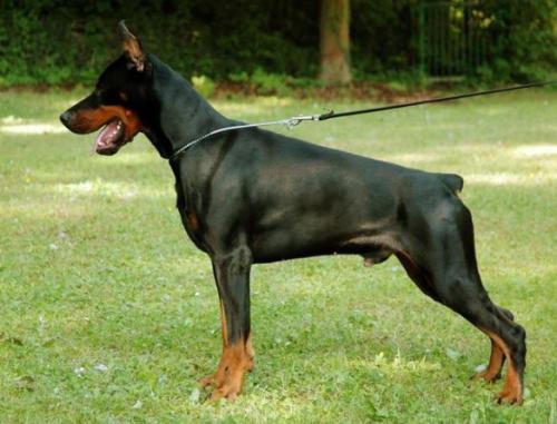 Focus Cool Cardhu | Black Doberman Pinscher