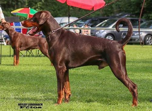 Focus Cartier Charm | Brown Doberman Pinscher