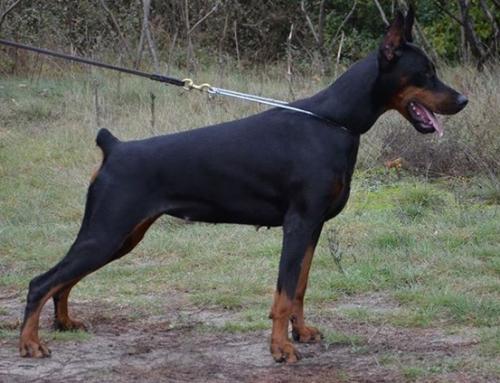 Focus Charm Cleo | Black Doberman Pinscher