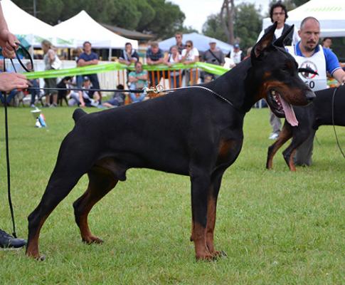 Hazar di Altobello | Black Doberman Pinscher