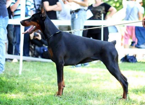 Habanera's Sough di Altobello | Black Doberman Pinscher