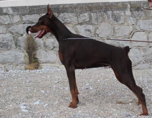 Honey Moon di Altobello | Brown Doberman Pinscher