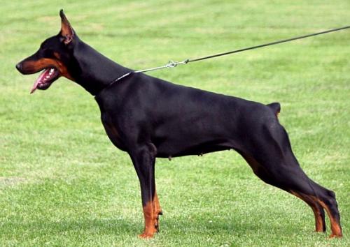 Quinia Quincey Morgantina | Black Doberman Pinscher