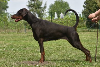 Oda Mi Alma de Grande Vinko | Brown Doberman Pinscher