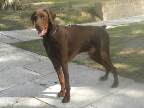 Geko della Ninfa Nobel | Brown Doberman Pinscher