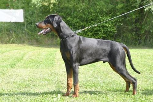 Next della Ninfa Nobel | Black Doberman Pinscher