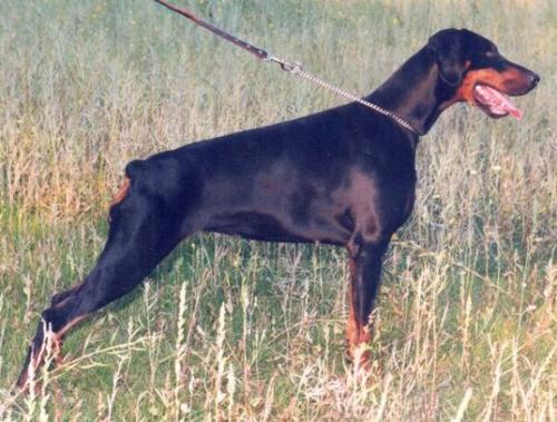 Cayana Jivono Di Matario | Black Doberman Pinscher