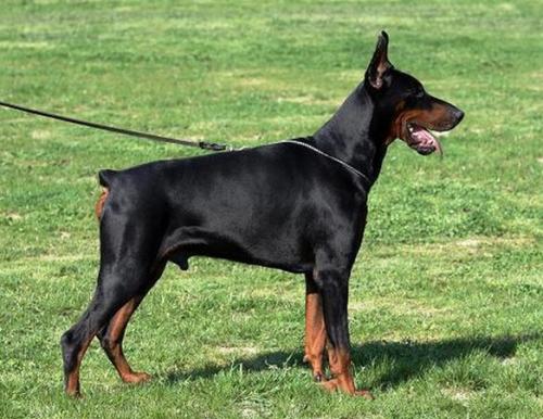 Urak della Ninfa Nobel | Black Doberman Pinscher