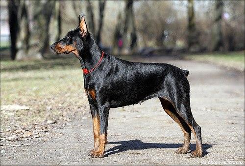 Alkahest Angelina | Black Doberman Pinscher