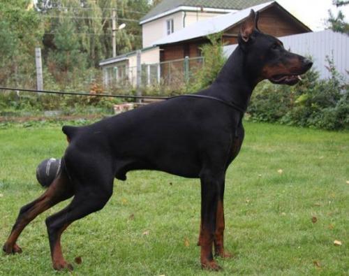 Onzheron s Mysa Hersones | Black Doberman Pinscher