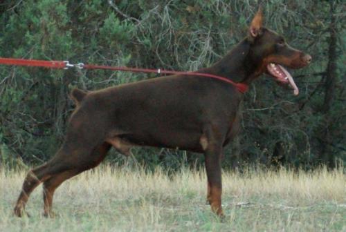 Ocean Flame s Mysa Hersones | Brown Doberman Pinscher