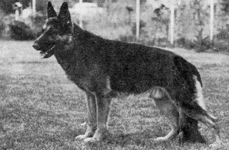 Mike vom Bungalow | German Shepherd Dog 