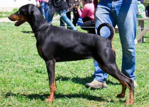 Numenora v.d. Donauhoeve | Black Doberman Pinscher