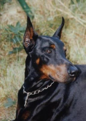 Valcon v. Roveline | Black Doberman Pinscher