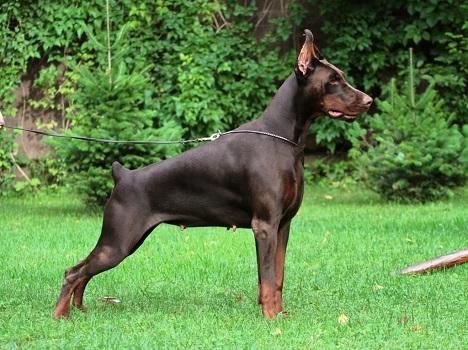 Pride of Russia Iscorca | Brown Doberman Pinscher