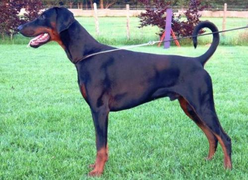 Idroz v.d. Donauhoeve | Black Doberman Pinscher