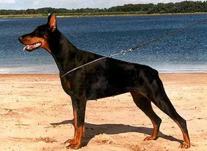 Kwin de Gor | Black Doberman Pinscher