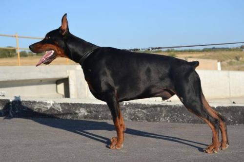 Wizard of Wallakia Zenn | Black Doberman Pinscher